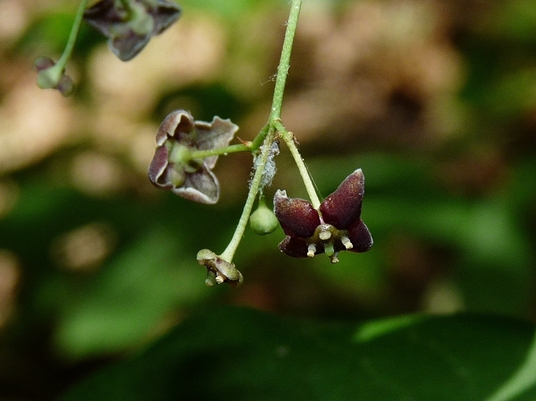{Euonymus atropurpureus}